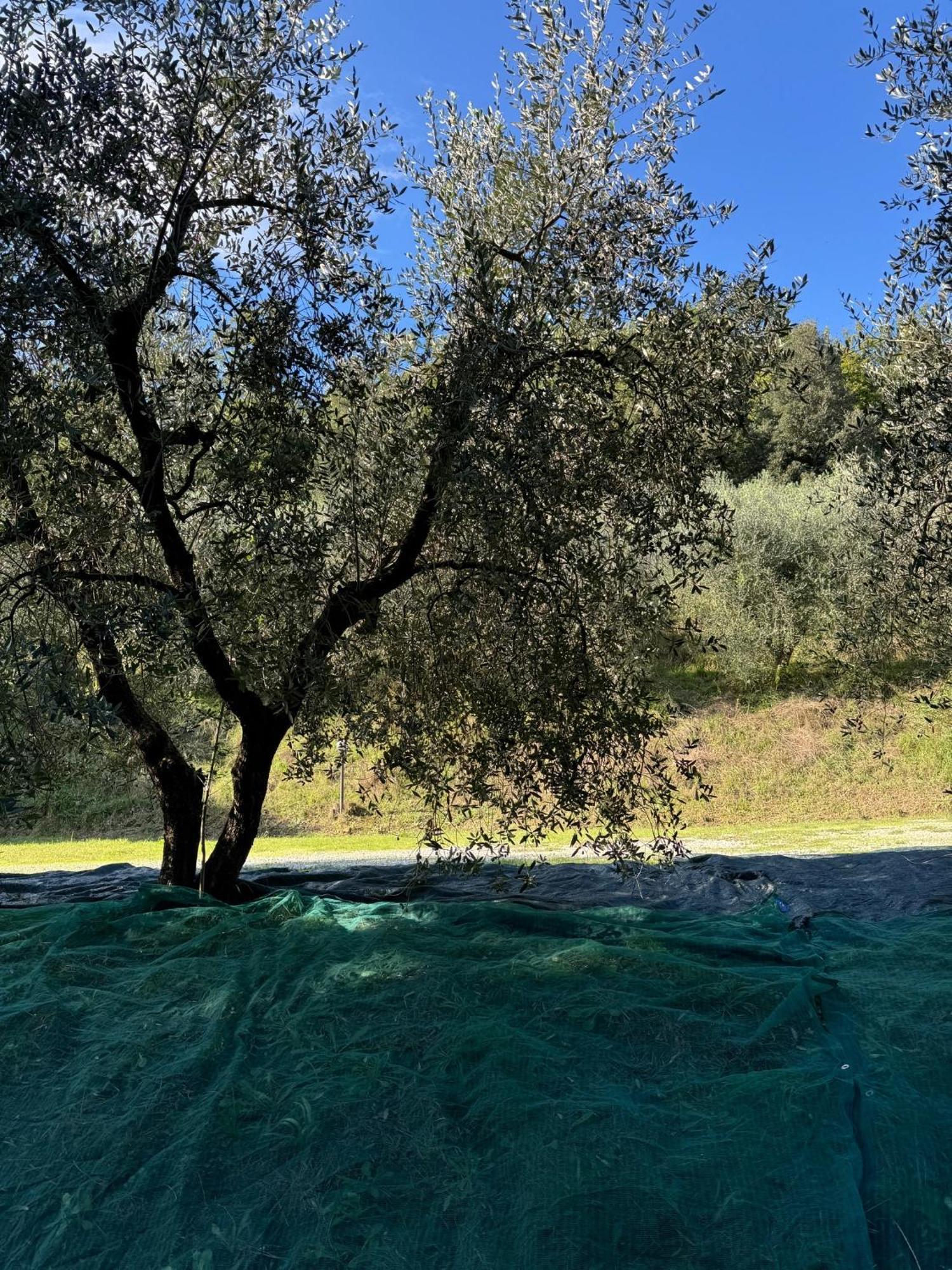 Montefoscoli Tuscany Time מראה חיצוני תמונה